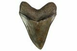 Serrated, Fossil Megalodon Tooth - Georgia #159742-1